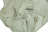 Spectacular Crinoid (Glyptocrinus) Plate - Maysville, Kentucky #282168-4